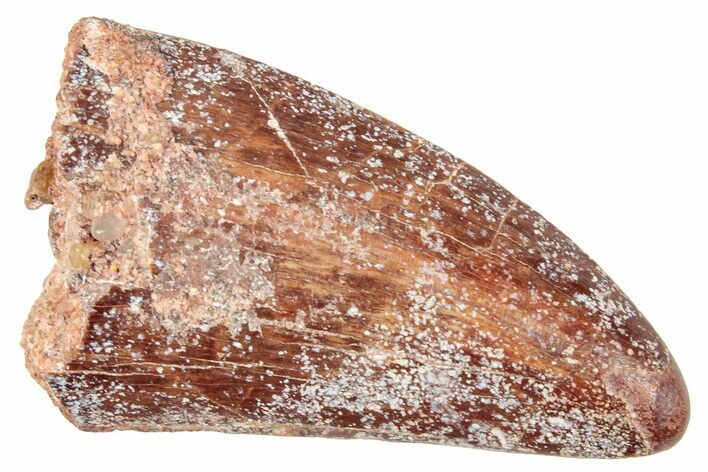 Bargain, Carcharodontosaurus Tooth - Real Dinosaur Tooth #250590